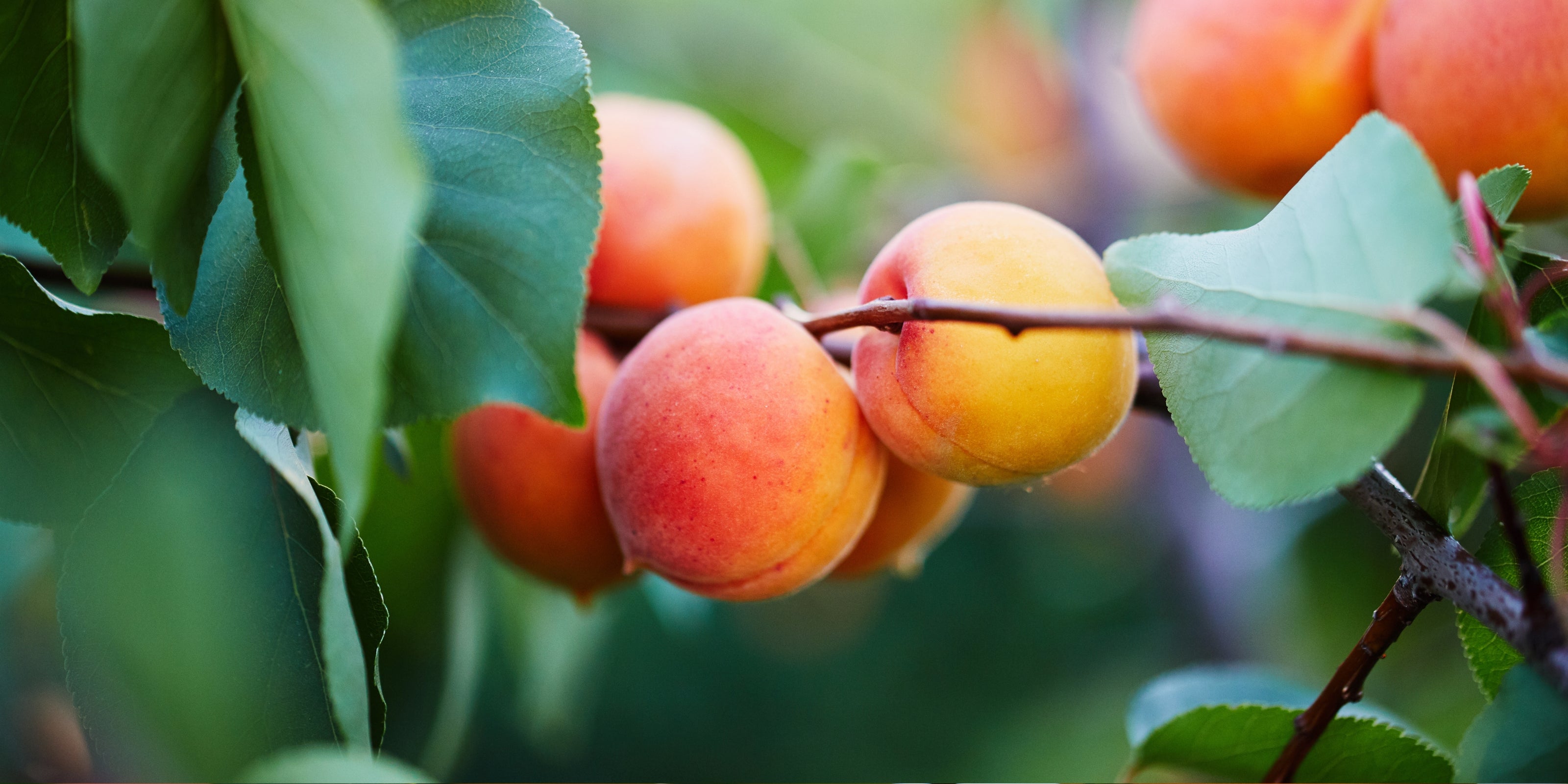 Close-up of apricots on a branch with green leaves