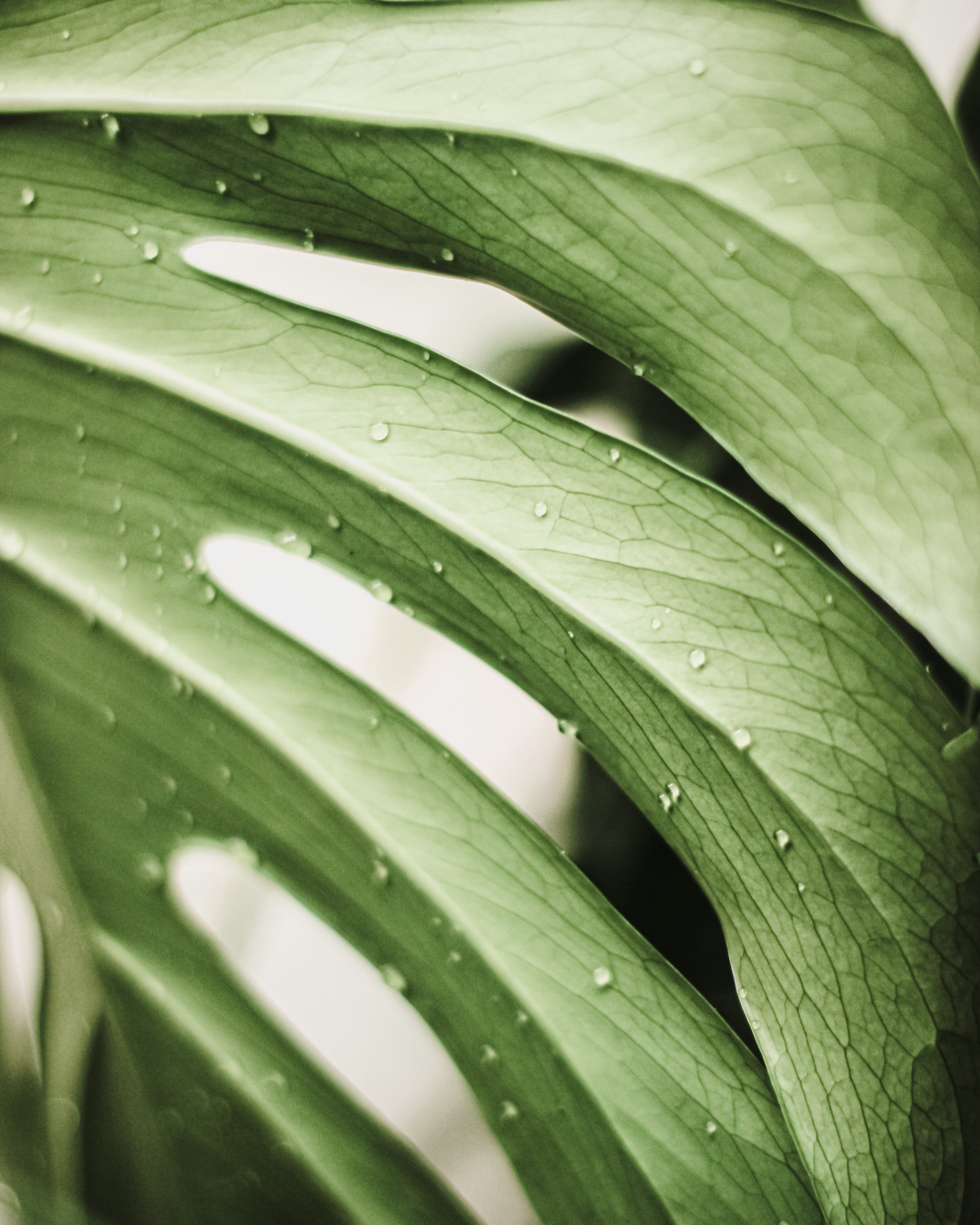 Close-up of green leaves with water droplets on a blurred background