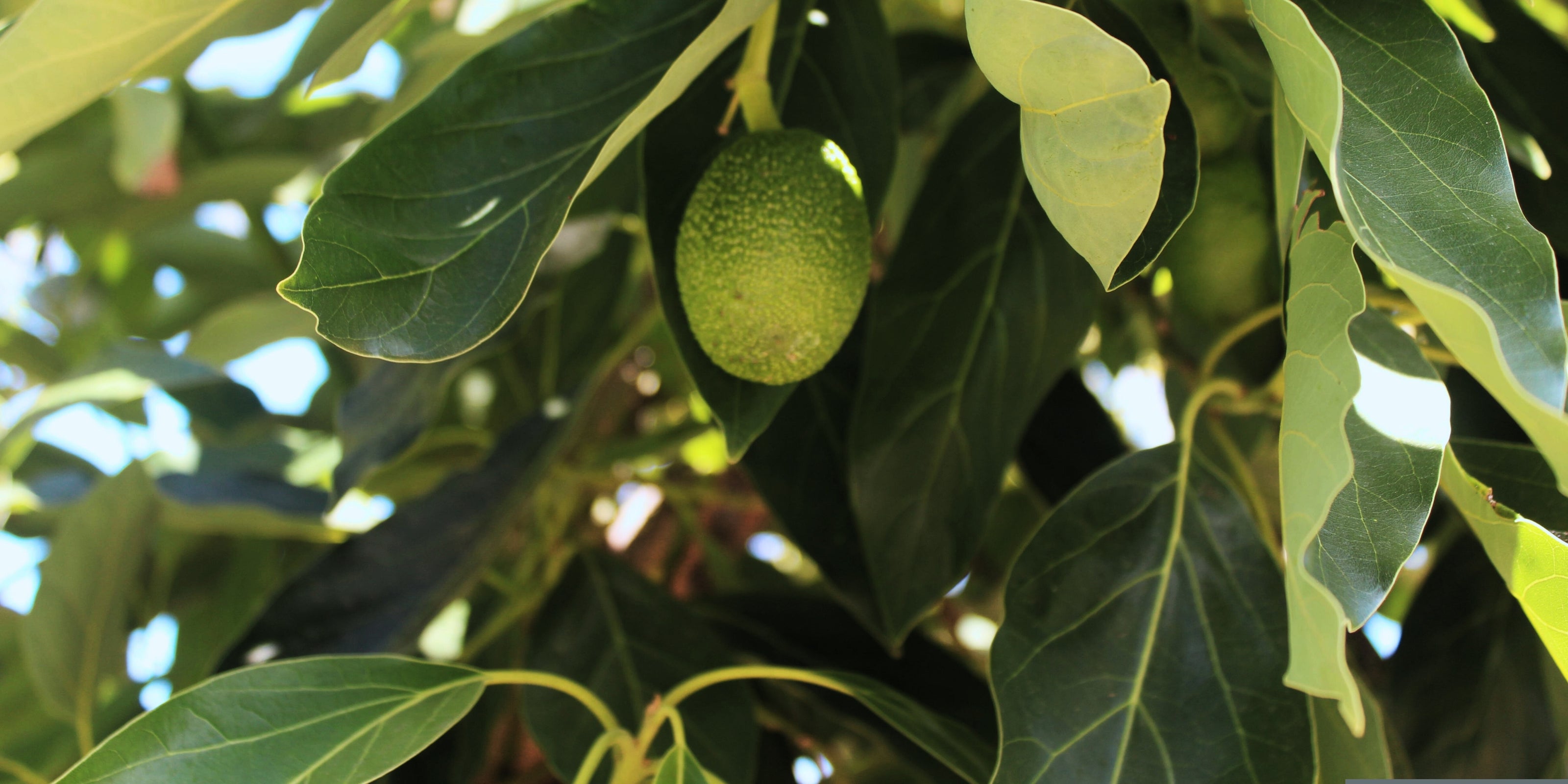 Argan fruit on a tree with green leaves