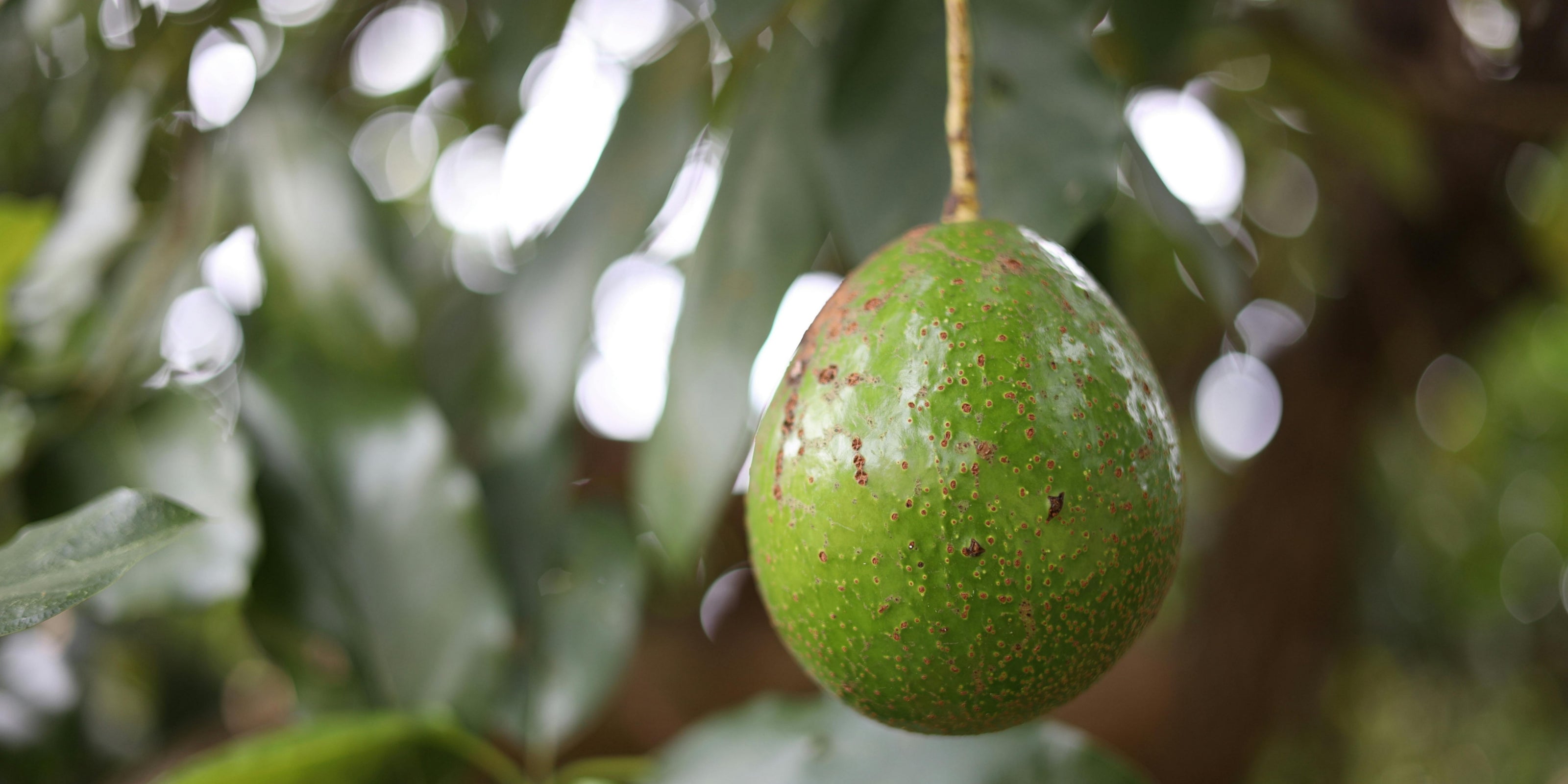 Green avocado fruit hanging from a tree with a blurred background