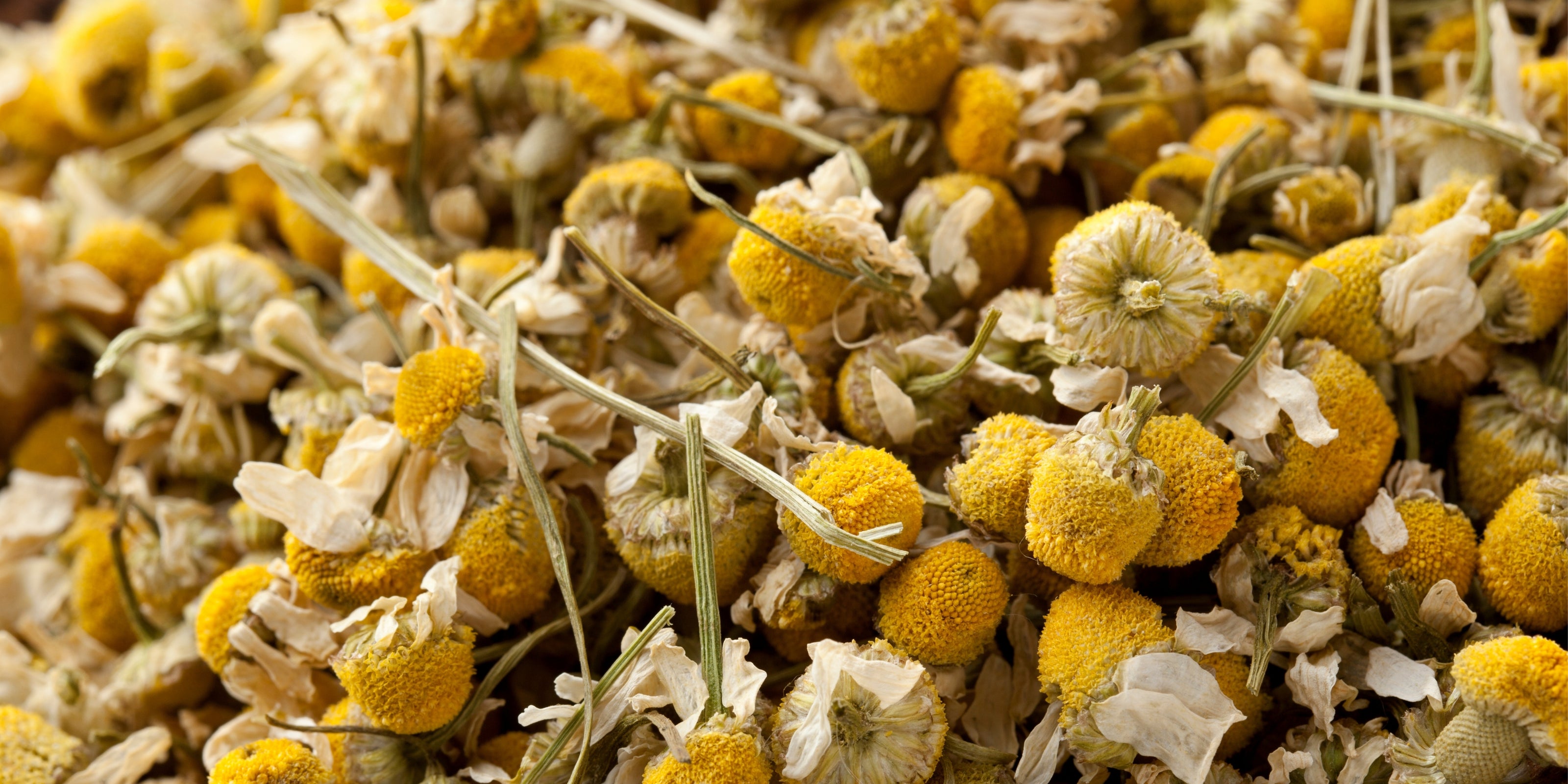 Close-up of dried yellow and white chamomile flowers