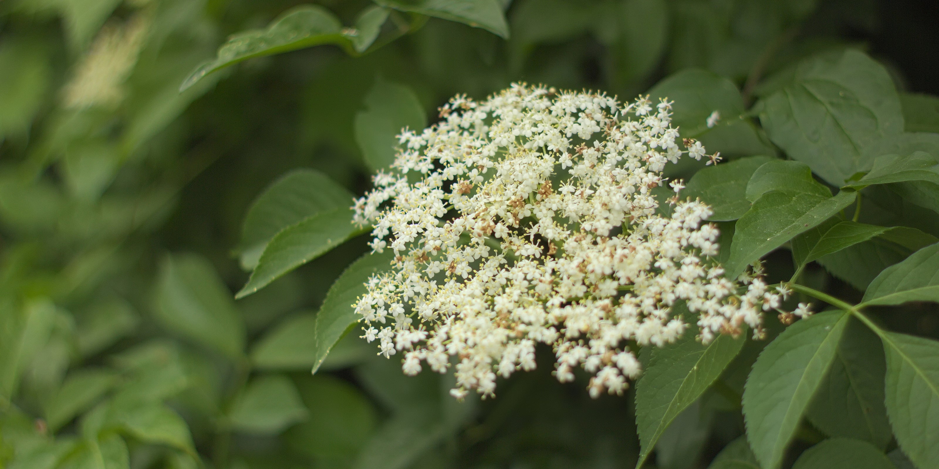 White flower cluster surrounded by green leaves