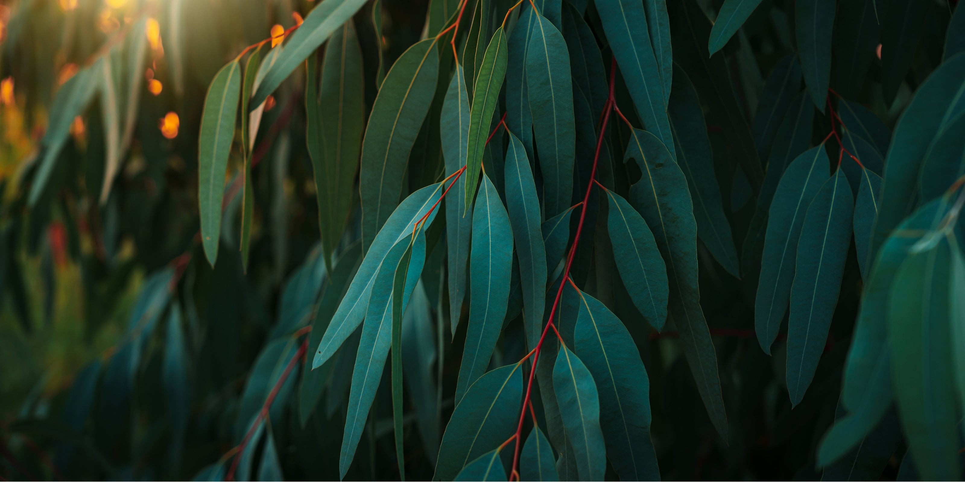 Close-up of eucalyptus leaves with a blurred background