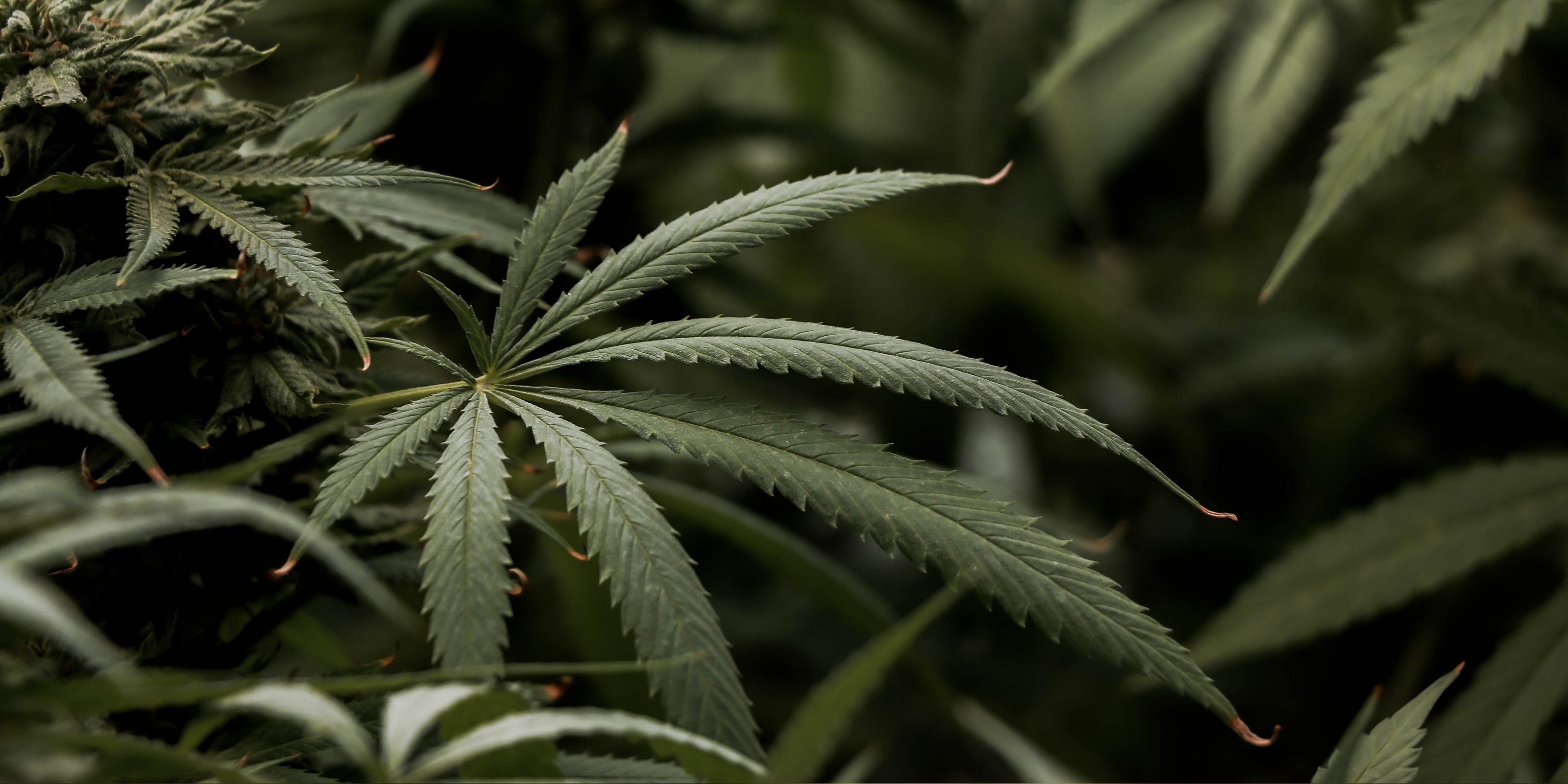 Close-up of hemp leaves with a dark background