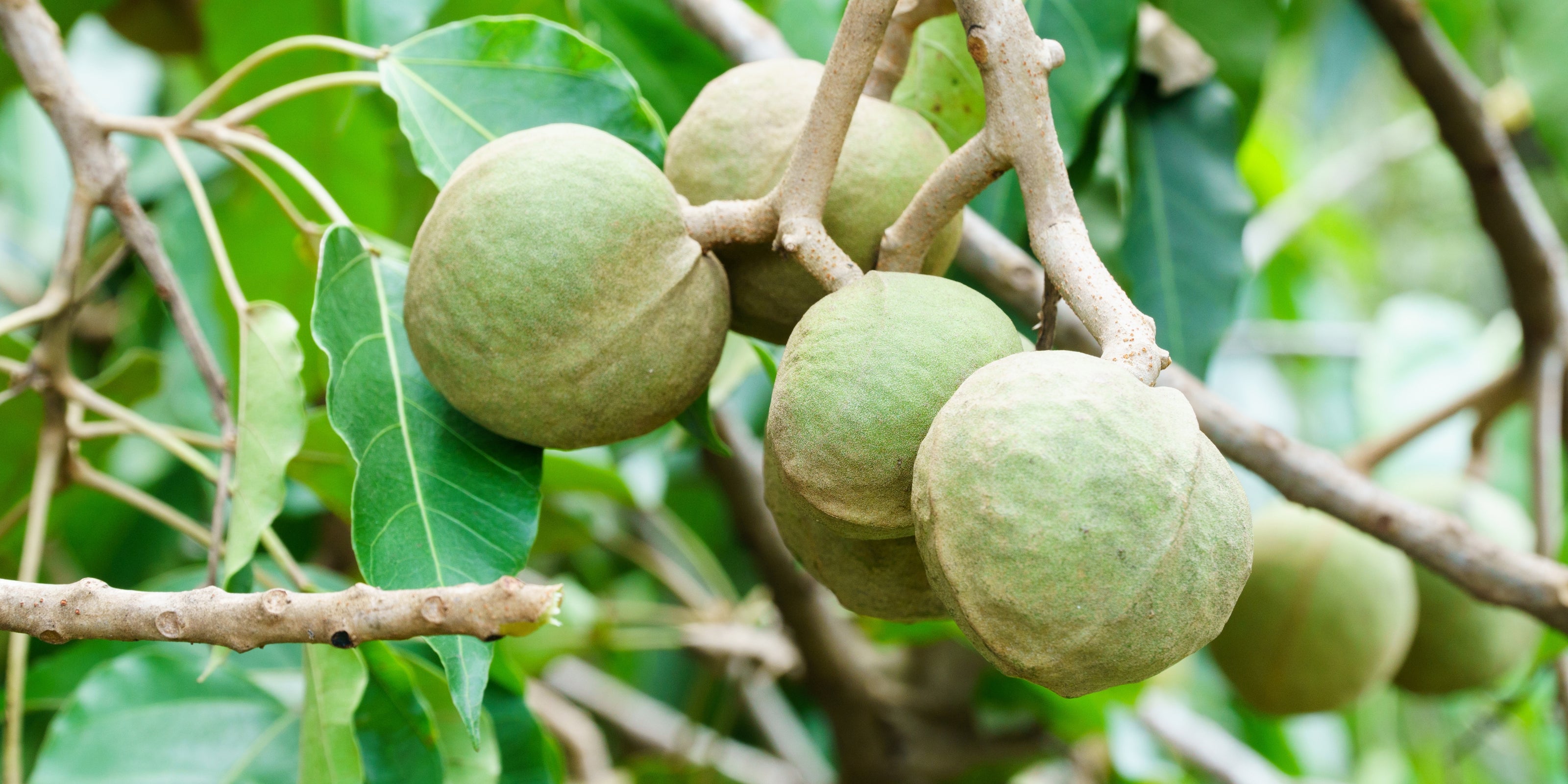 Green kukui nuts on a tree branch with leaves