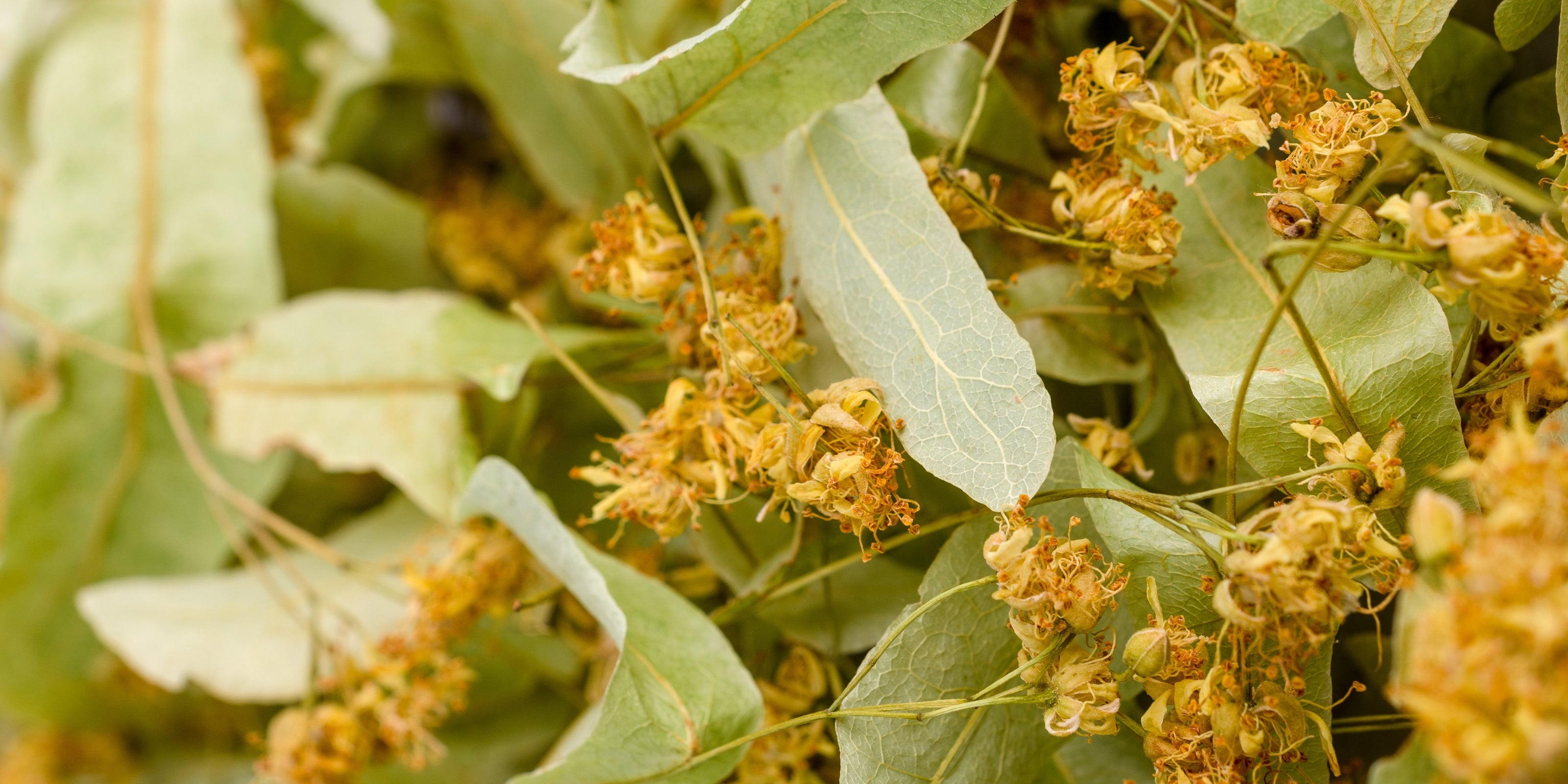 Close-up of linden leaves and flowers with a blurred background