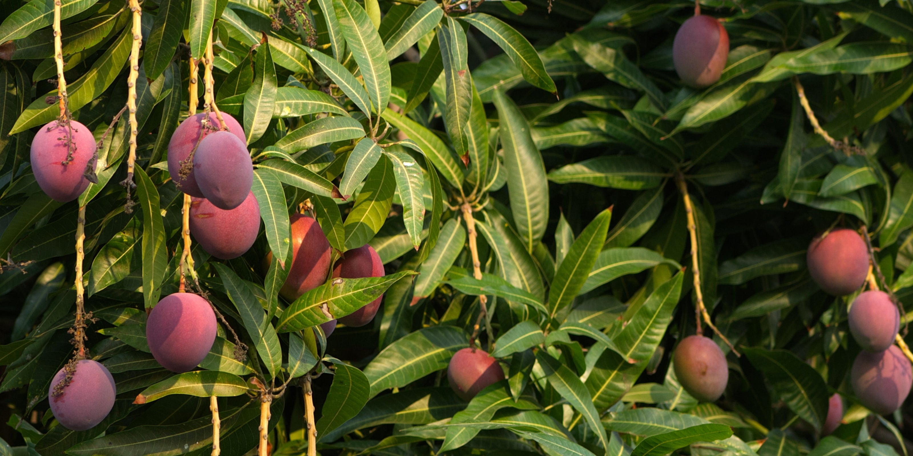 Mangoes hanging from a tree with green leaves