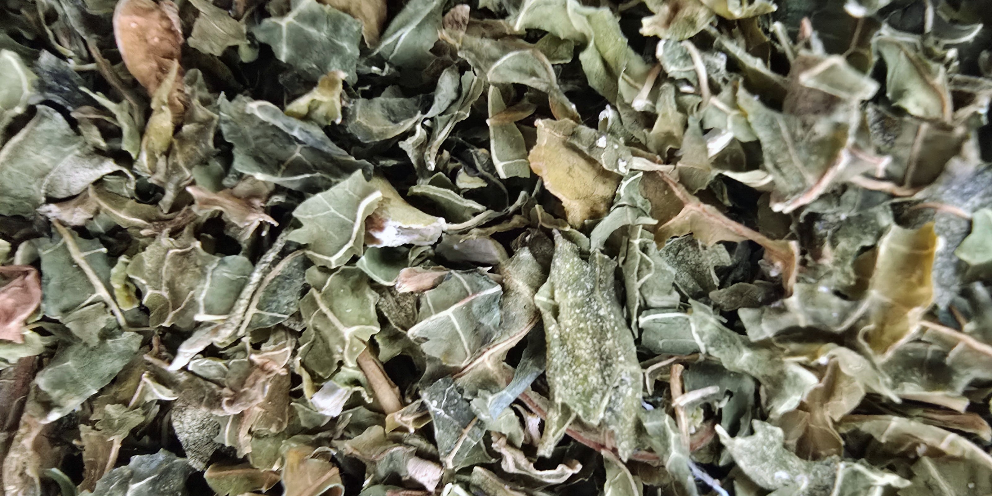 Close-up of dried green papaya leaves with a blurred background