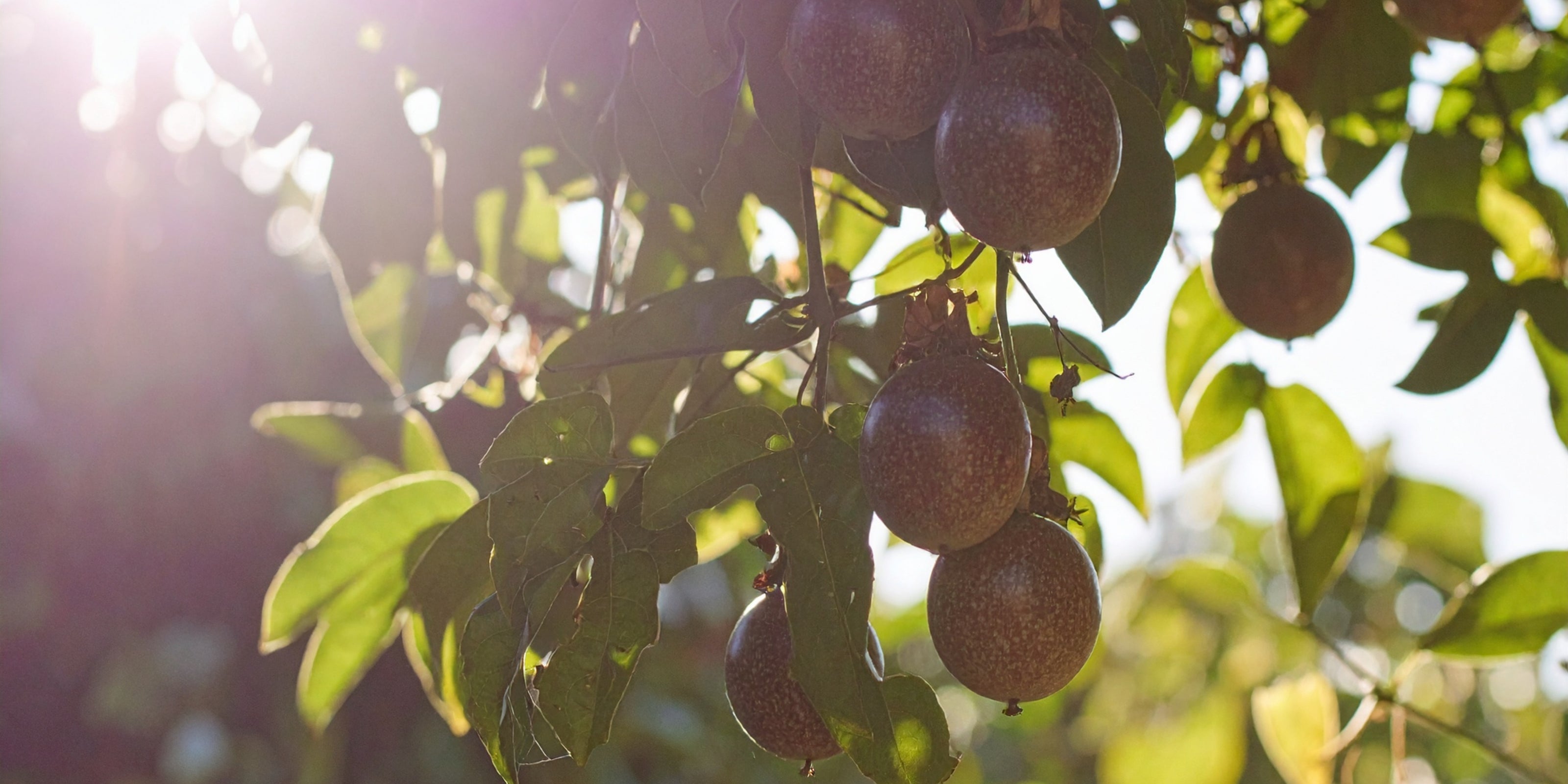 Passion fruits hanging from a tree with sunlight filtering through leaves