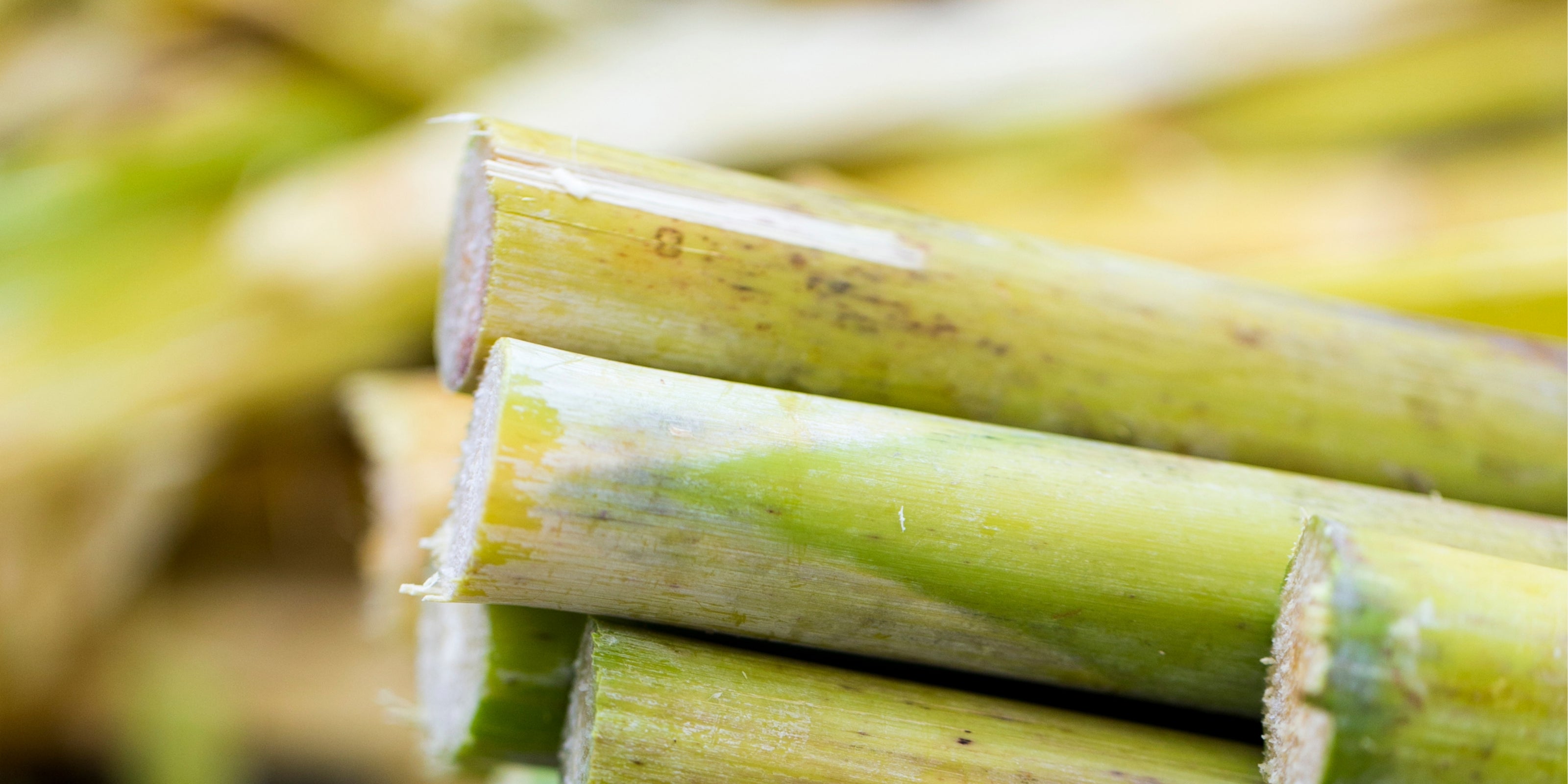 Close-up of green sugarcane stalks with a blurred background