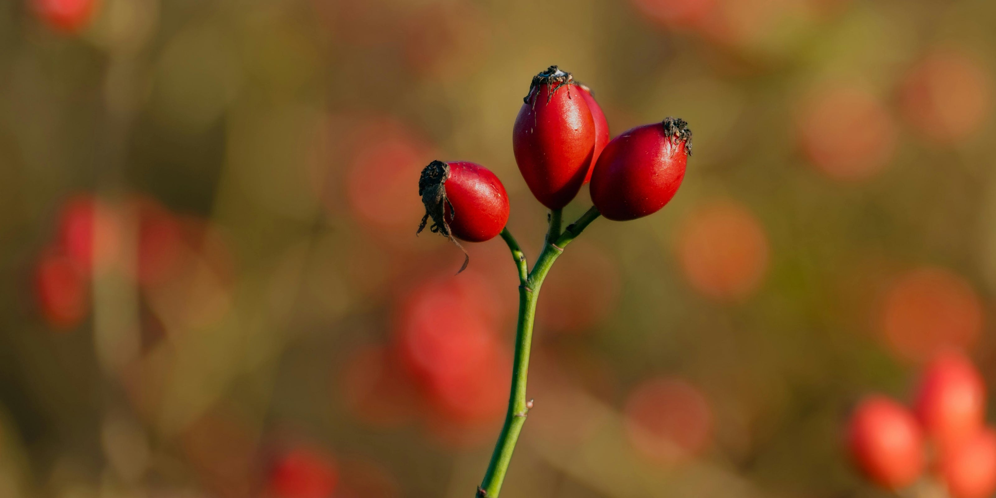 Red rosehip berries on a branch with a blurred background of more berries
